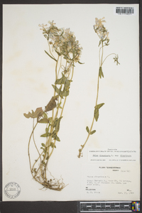 Phlox divaricata subsp. divaricata image