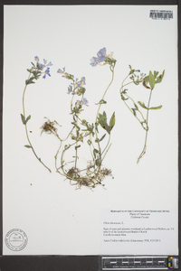 Phlox divaricata subsp. divaricata image