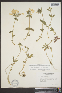 Phlox divaricata subsp. divaricata image