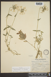 Phlox divaricata subsp. divaricata image