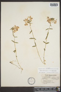 Phlox divaricata subsp. divaricata image