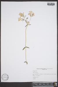 Phlox divaricata subsp. divaricata image