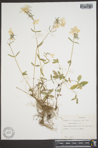 Phlox divaricata subsp. divaricata image