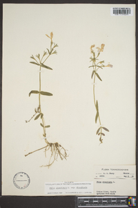 Phlox divaricata subsp. divaricata image