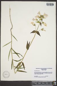 Phlox glaberrima image