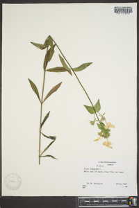 Phlox glaberrima image