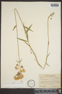 Phlox glaberrima image