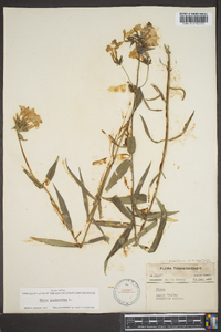 Phlox glaberrima image