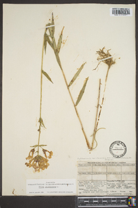 Phlox glaberrima image