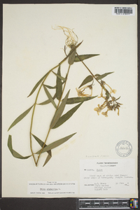 Phlox glaberrima image