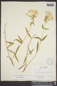 Phlox glaberrima image