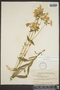 Phlox glaberrima image