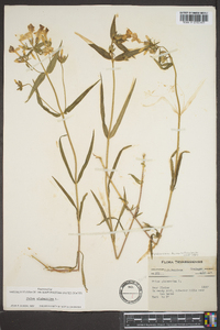 Phlox glaberrima image