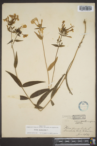 Phlox glaberrima image