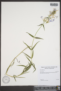 Phlox glaberrima image