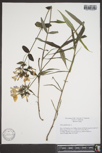 Phlox glaberrima image