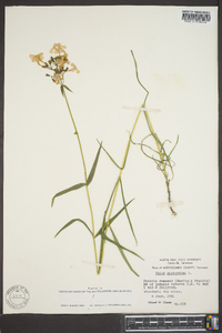 Phlox glaberrima image