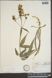 Phlox glaberrima image