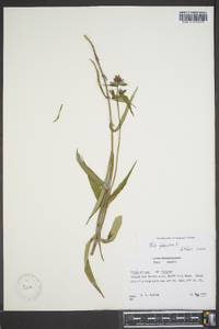 Phlox glaberrima image