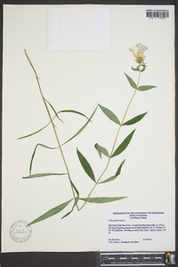 Phlox glaberrima image