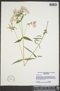 Phlox glaberrima image