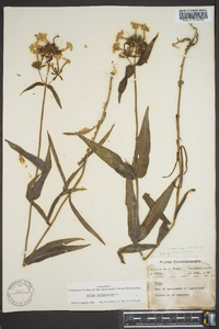 Phlox glaberrima image