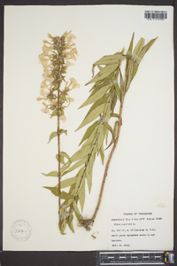 Phlox maculata image