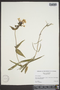 Phlox maculata image