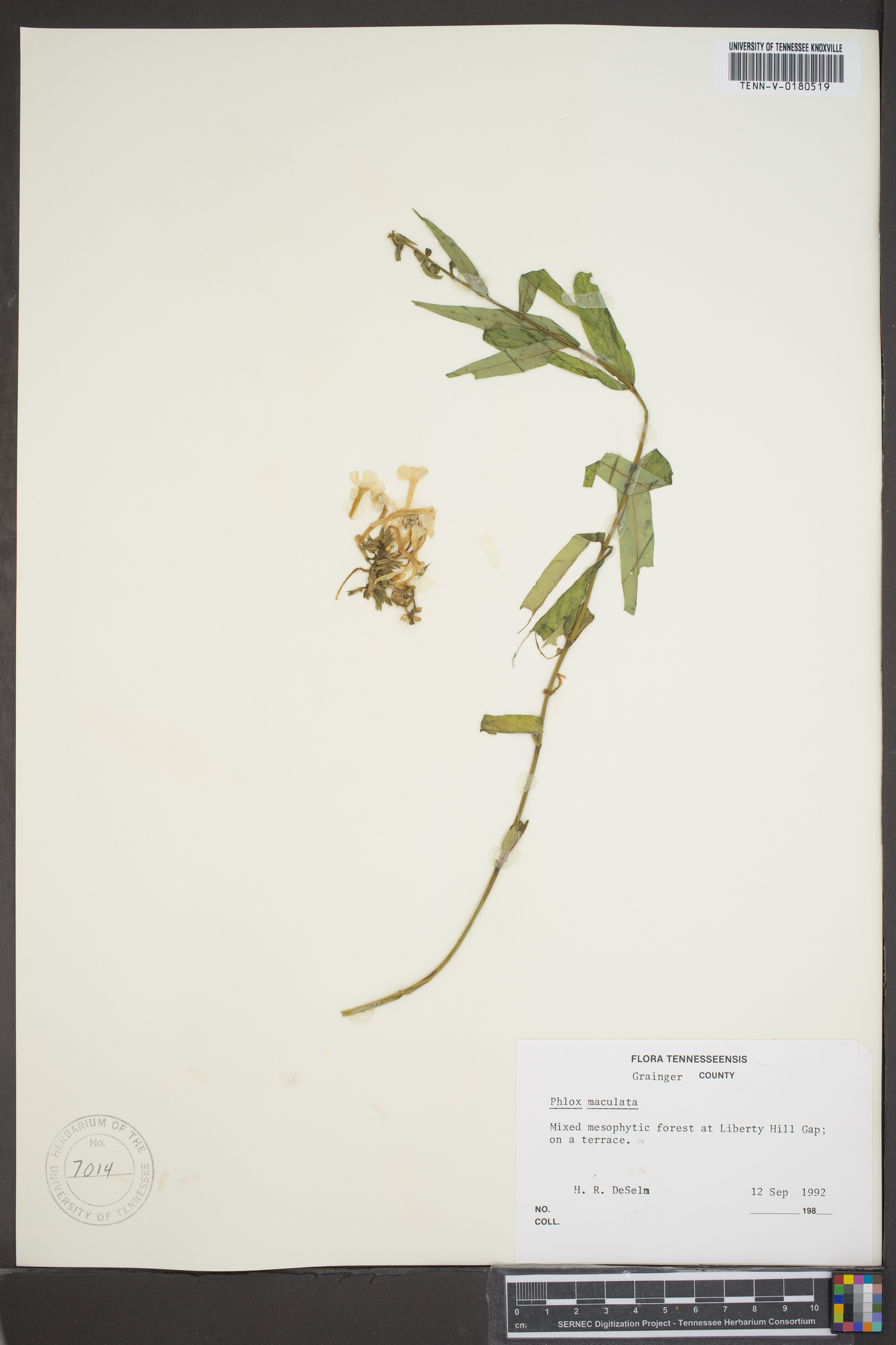 Phlox maculata subsp. pyramidalis image