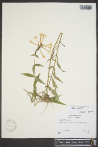 Phlox maculata subsp. pyramidalis image