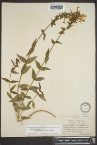 Phlox maculata image