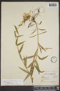 Phlox maculata subsp. pyramidalis image