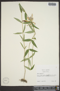 Phlox maculata subsp. maculata image