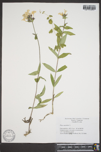 Phlox maculata subsp. maculata image