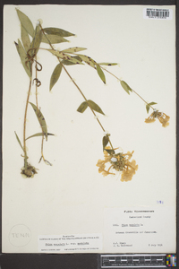 Phlox maculata image