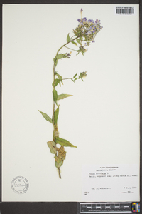 Phlox maculata image