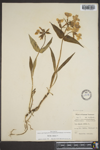 Phlox ovata image