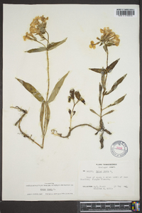 Phlox ovata image