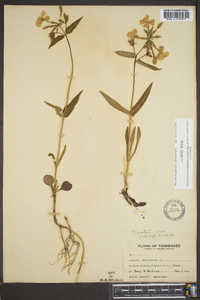 Phlox ovata image