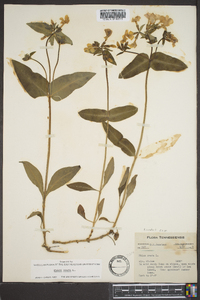 Phlox ovata image