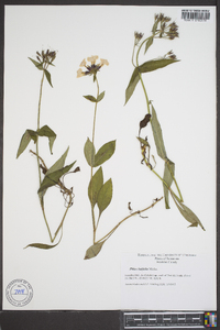 Phlox ovata image