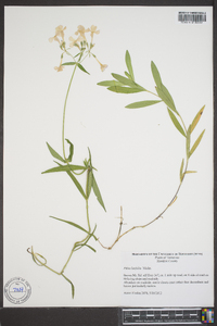 Phlox ovata image