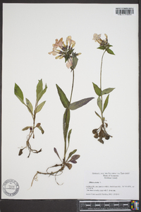 Phlox ovata image