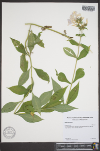 Phlox paniculata image