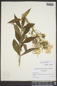 Phlox paniculata image