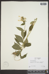 Phlox paniculata image