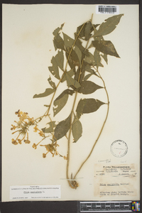 Phlox paniculata image