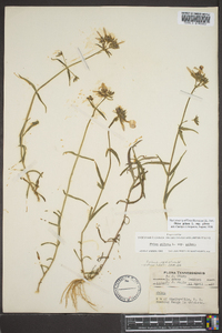 Phlox pilosa subsp. pilosa image