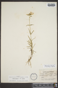 Phlox pilosa subsp. pilosa image