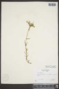 Phlox pilosa subsp. pilosa image